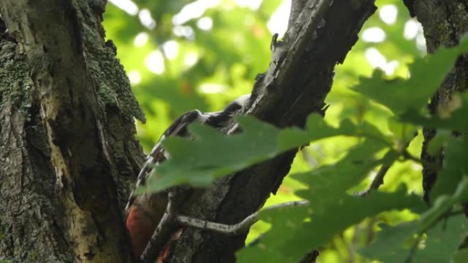 大斑啄木鸟 (Dendrocopos major) -兴安自然保护区