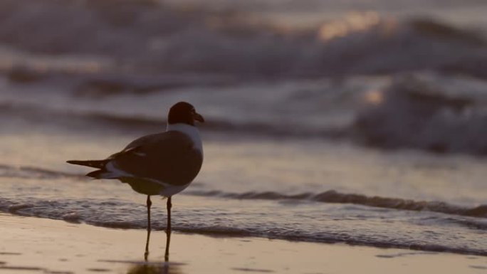 墨西哥湾沿岸海滩日出，海鸥为特色。
