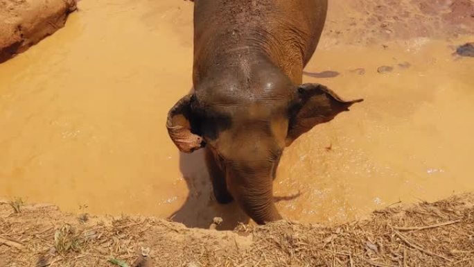 亚洲象给自己洗个泥浴