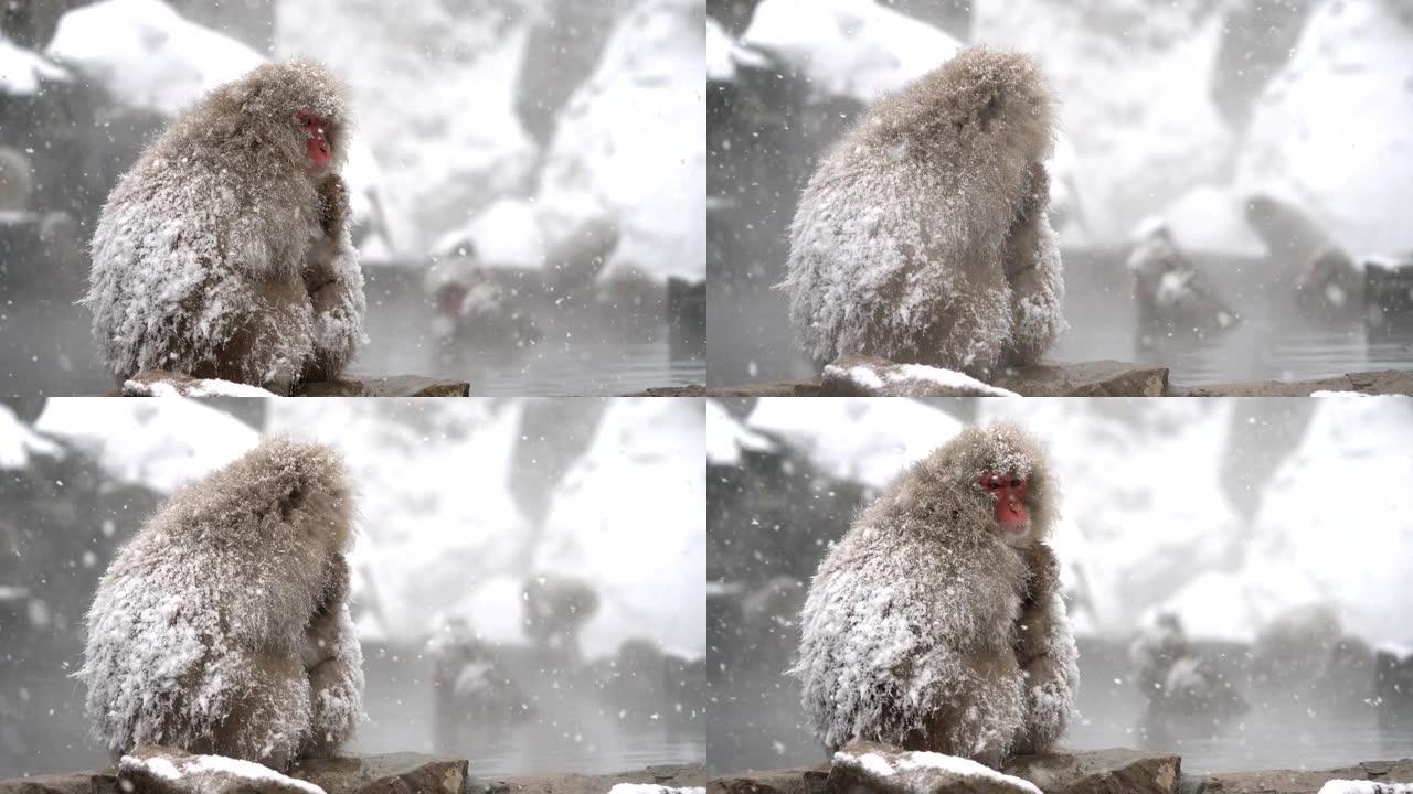 雪猴 (日本猕猴，) 在日本长野温泉。