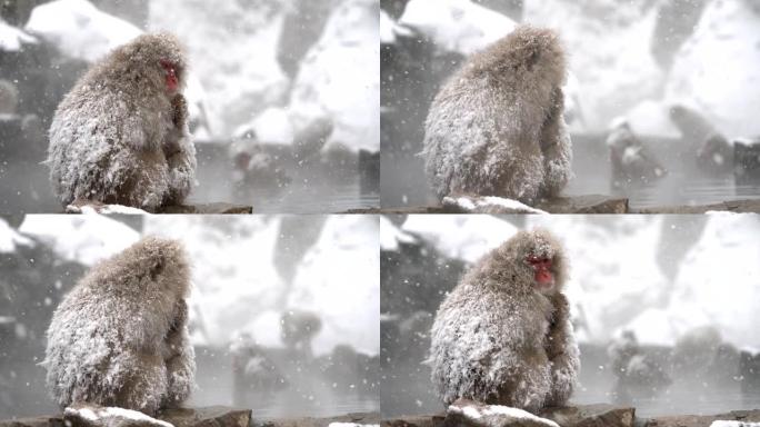 雪猴 (日本猕猴，) 在日本长野温泉。