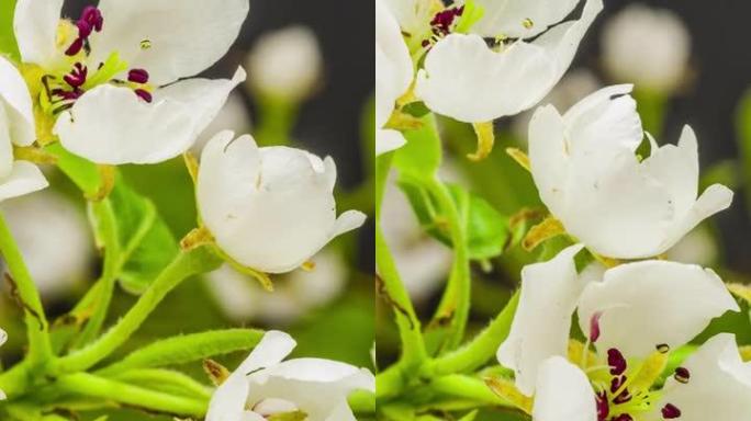 4k垂直延时的梨花盛开并在黑色背景上生长。盛开的梨花。9:16比例的垂直时间流逝手机和社交媒体准备就