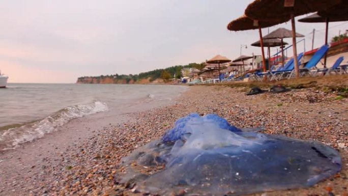 在浅海中，又大又蓝，死了的水母