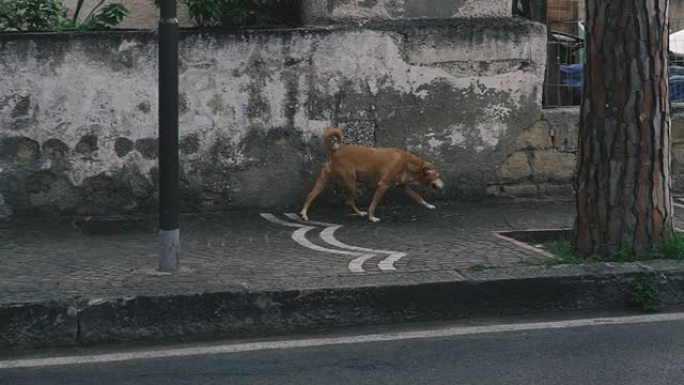 狗沿着街道奔跑。