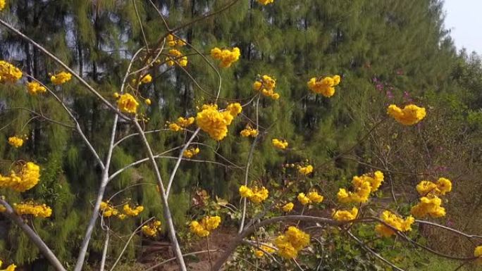塞拉多热带稀树草原地区春季盛开的黄色棉花树的鸟瞰图