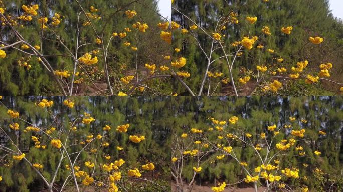 塞拉多热带稀树草原地区春季盛开的黄色棉花树的鸟瞰图