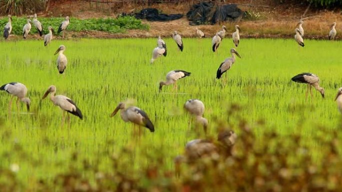 白鹭在稻田里祈祷水稻农田鸟类鸟群农田里的