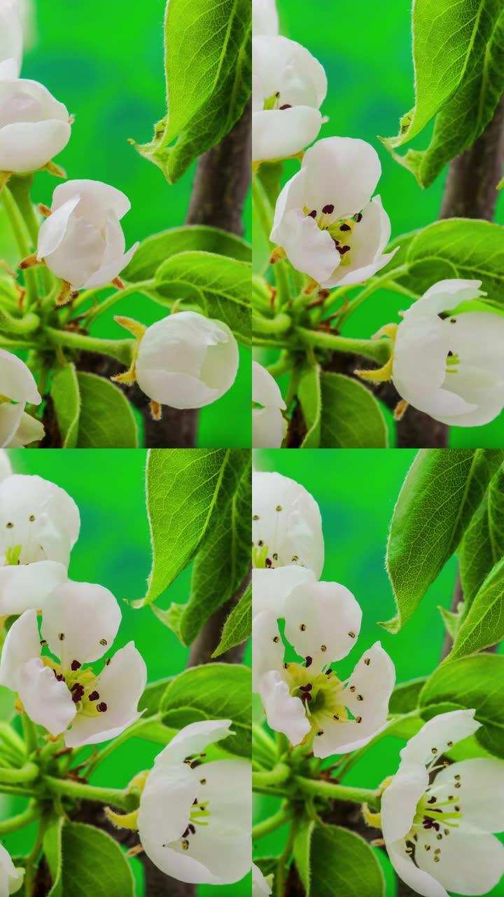 4k垂直延时的梨花盛开并在绿色背景上生长。盛开的梨花。9:16比例的垂直时间流逝手机和社交媒体准备就