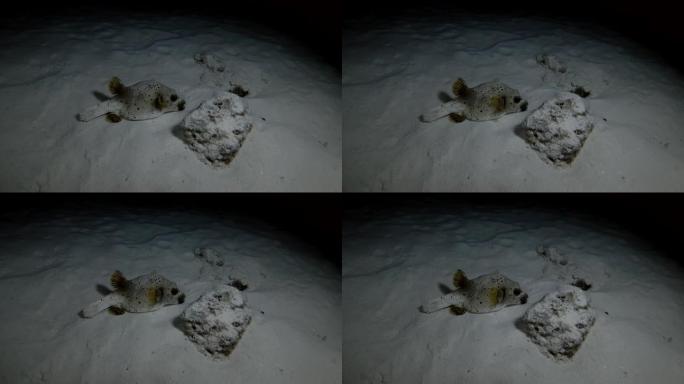 黑斑河豚-亚罗特隆nigropunctatus晚上睡在沙床上，印度洋，马尔代夫，亚洲