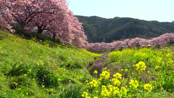 下加莫河岸上有卡诺拉花的河津樱花树