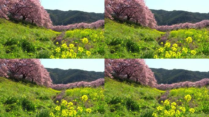 下加莫河岸上有卡诺拉花的河津樱花树