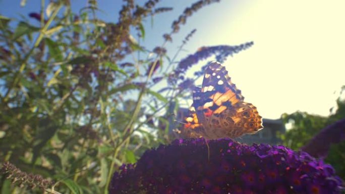 拉出两个帝王蝶在紫色花上休息的镜头