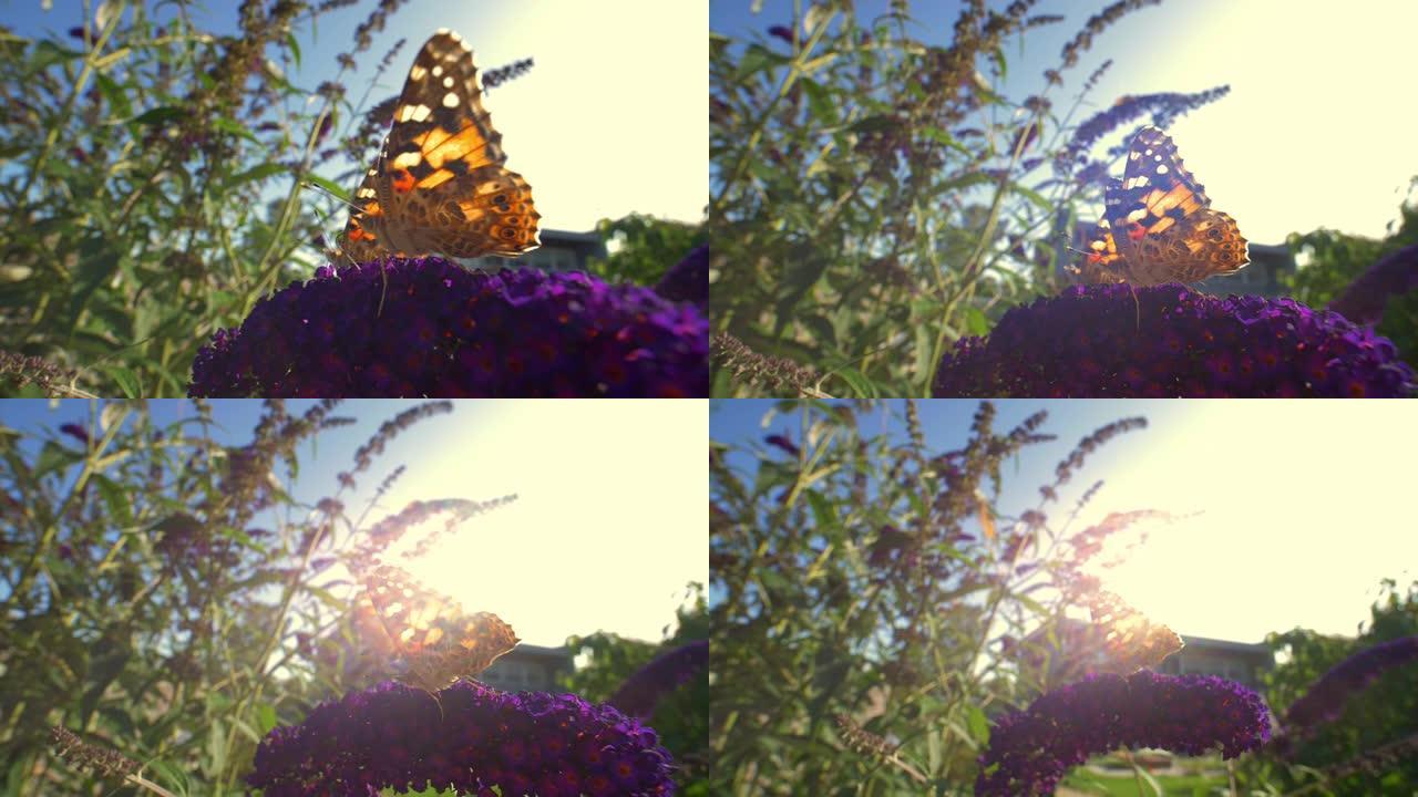 拉出两个帝王蝶在紫色花上休息的镜头