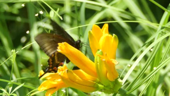 高山黑燕尾 (Papilio maackii) -兴安自然保护区