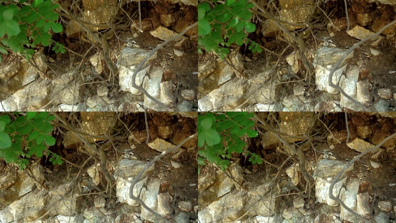 树根在悬崖的石头上生长的特写镜头。4K