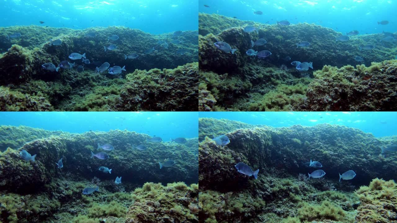 鱼礁中的水下黑鱼热带鱼海底世界鲷鱼