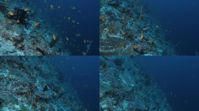 在马尔代夫深海珊瑚礁游泳的anthias鱼类学校