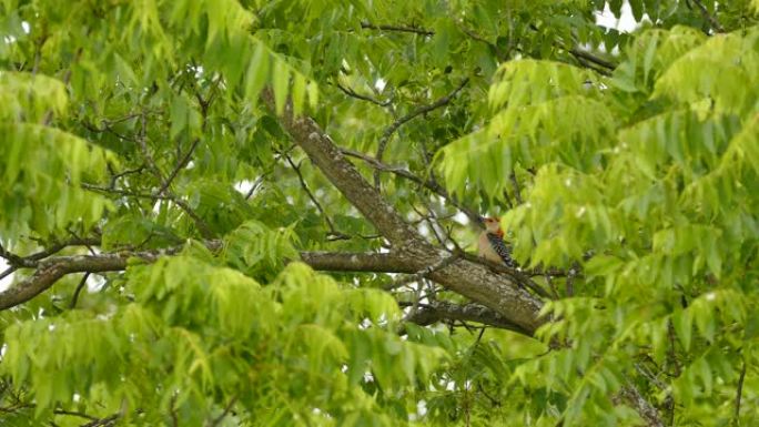 啄木鸟出现在绿色模糊的叶子之间的树枝上