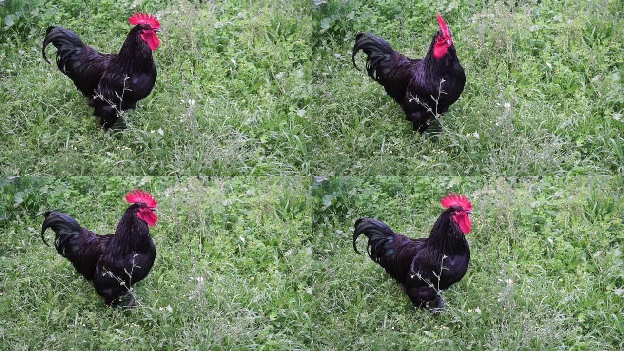 花园里的黑色公鸡在摇动翅膀