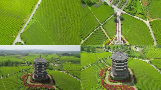 中国茶海景区万亩茶海