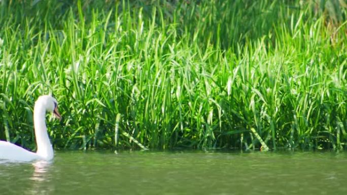 两只白天鹅在高大的绿色水草环绕的河中游泳。