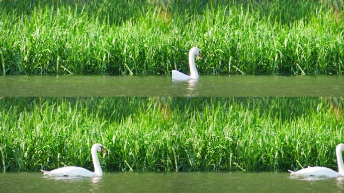 两只白天鹅在高大的绿色水草环绕的河中游泳。