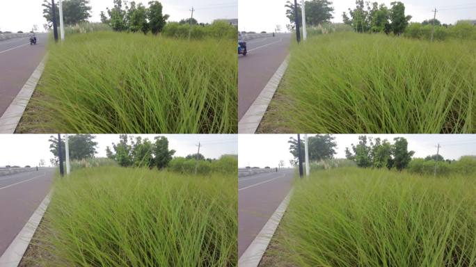 钱塘江路边微风吹动野草