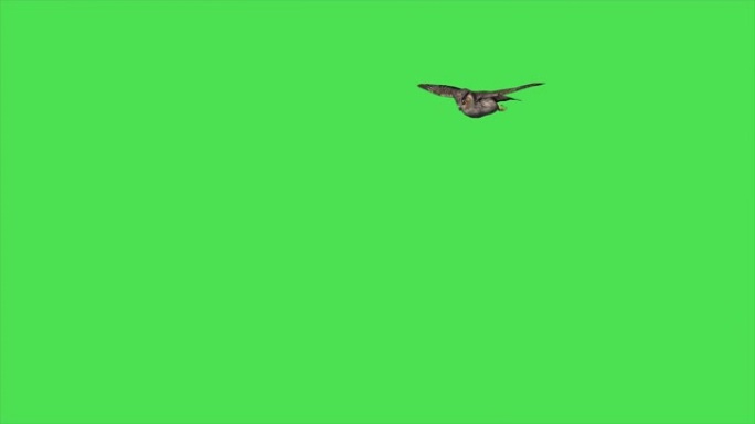 绿色屏幕上的4k动画猫头鹰飞翔