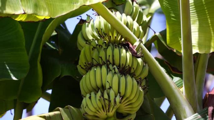非洲桑给巴尔的香蕉棕榈树与绿色香蕉束