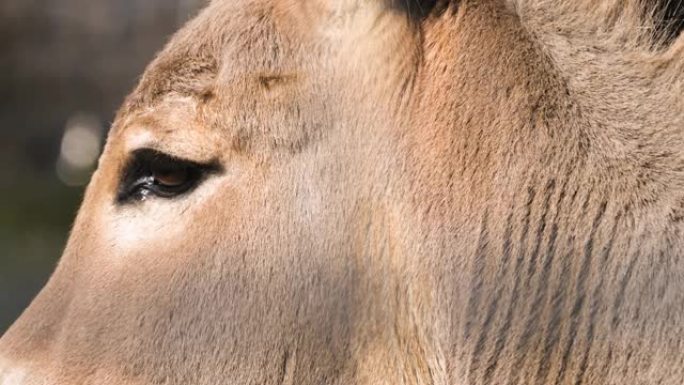 索马里野驴特写实拍