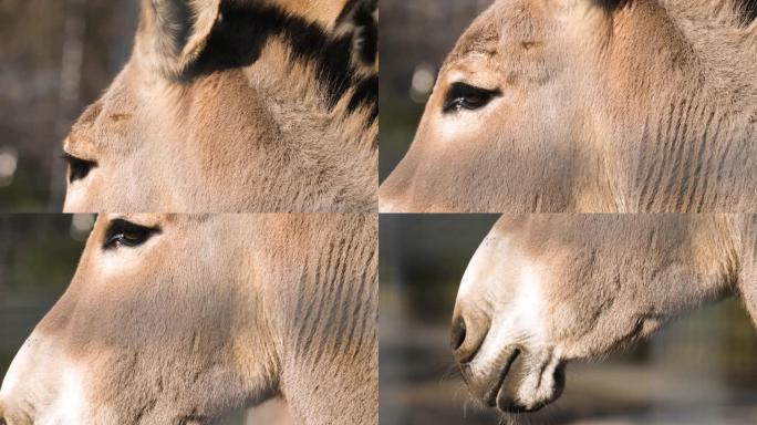 索马里野驴特写实拍