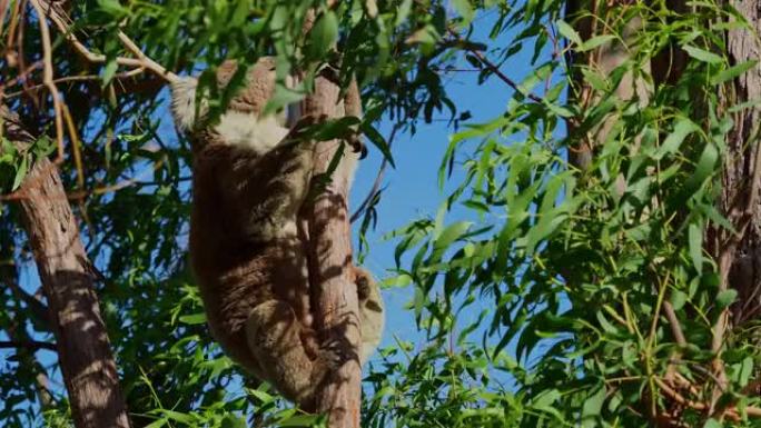 考拉-澳大利亚树上的phascolactos cinereus，面对面攀爬，吃饭，看着，在澳大利亚的