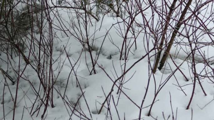 冬天，白雪皑皑的地面上的鸟草原被干树枝包围