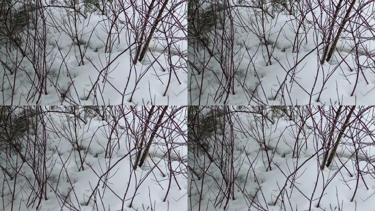 冬天，白雪皑皑的地面上的鸟草原被干树枝包围