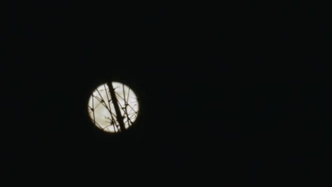 散焦的满月圆盘穿越树木的轮廓