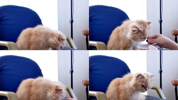 4k分辨率的波斯猫在椅子上吃零食的运动