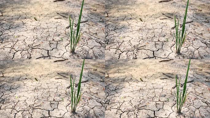 4k在破裂的地面上生长的树。缺水和干旱概念。干旱中干燥的土壤，全球变暖的影响使气候变化。
