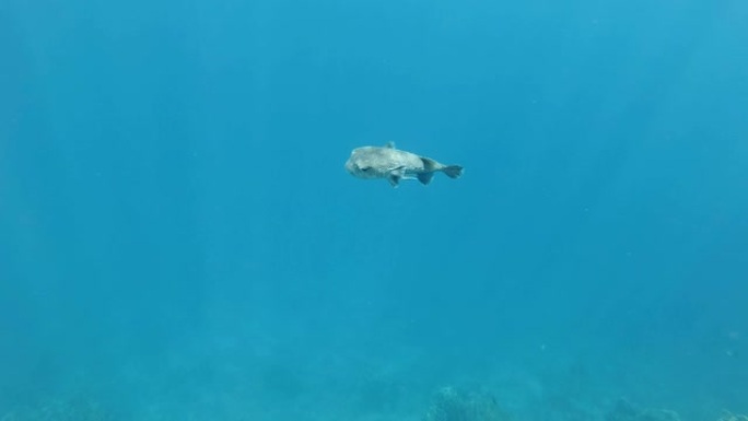 斑鳍斑鱼和清洁鱼在蓝色水中缓慢游泳。非洲埃及马萨阿拉姆阿布·达巴布红海斑点豪猪鱼 (diodin h