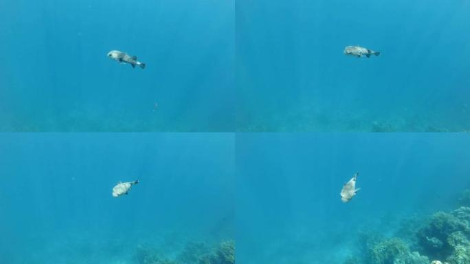 斑鳍斑鱼和清洁鱼在蓝色水中缓慢游泳。非洲埃及马萨阿拉姆阿布·达巴布红海斑点豪猪鱼 (diodin h