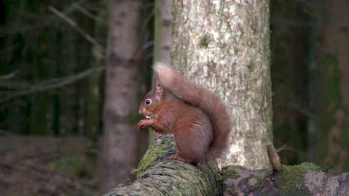 红松鼠坐在苏格兰林地的原木上吃榛子