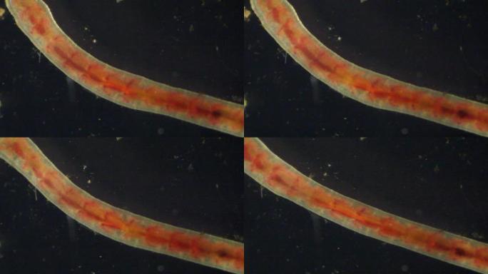 偏光显微镜下的Lumbricus蠕虫。
