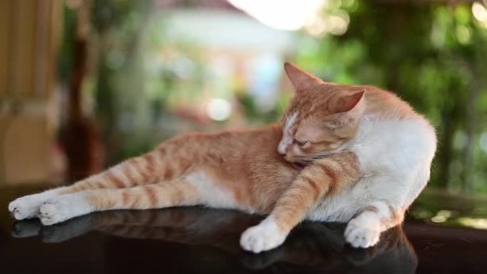 可爱的白色和棕色猫，日落光波克和镜头耀斑背景。可爱的宠物在家放松