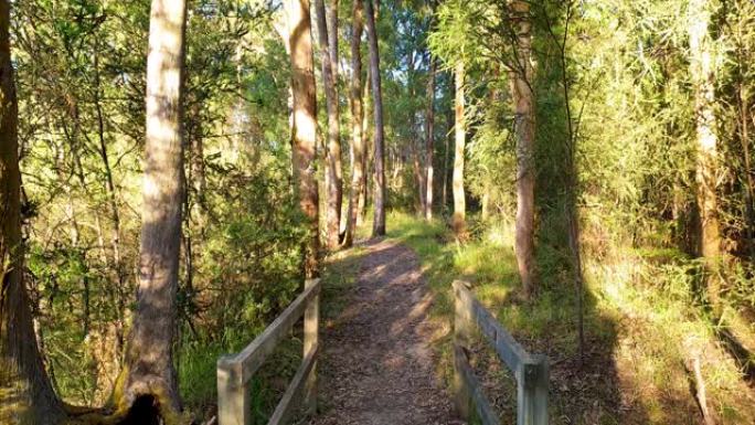 森林中的步行路径小桥森林植被