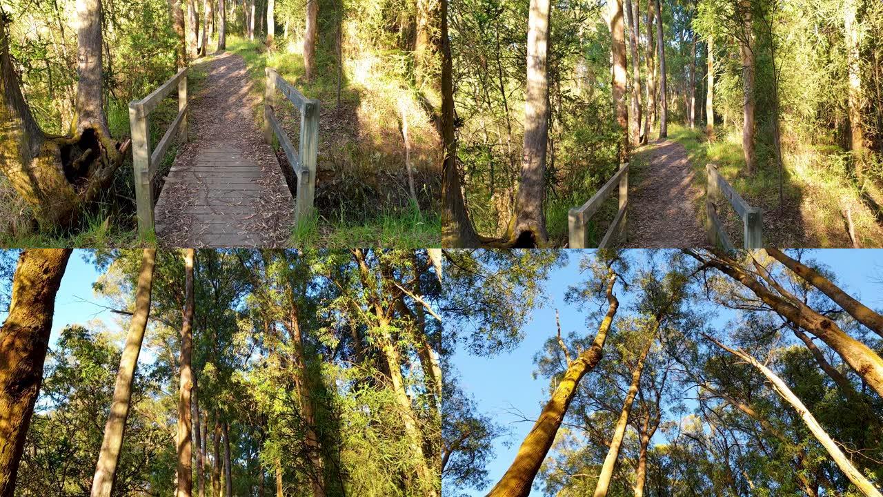 森林中的步行路径小桥森林植被