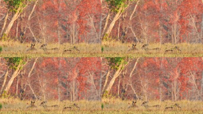 牧鹿 (Axis porcinus) 在早晨的时间在森林里吃草。动物野生动物，自然秋季背景亚洲泰国。