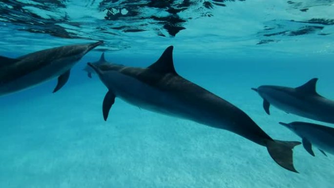 海豚家族在水面下游泳。旋转海豚 (Stenella longirostris)，水下镜头，特写镜头。