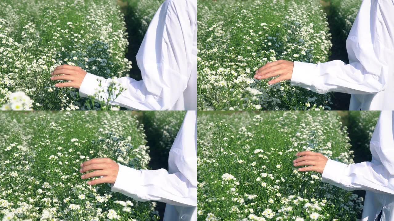 夏季日落时，4k年轻的亚洲妇女在小白刀花田上行走。女人的手抚摸和抚摸花园里绿叶的鲜花植物。有自然概念