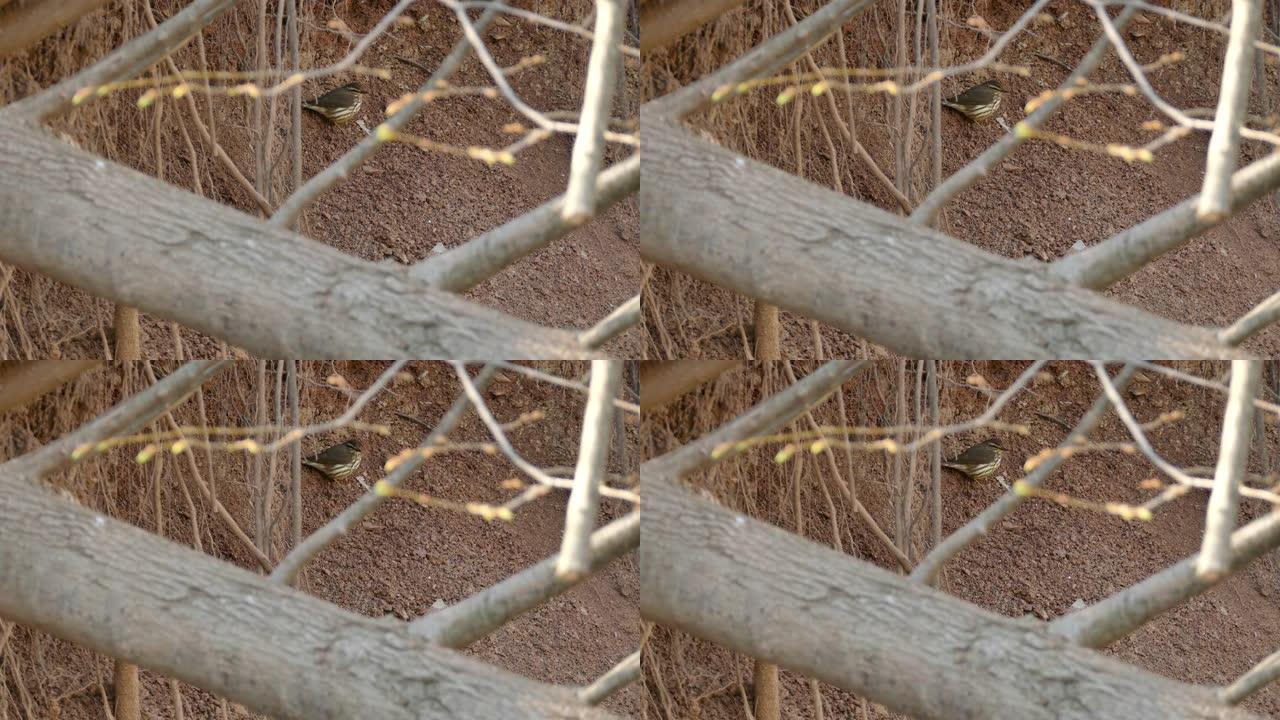 酷酷羽毛设计的奥文鸟躲在折断的树干后面
