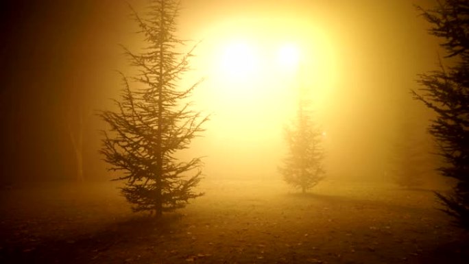 晚上公园里有雾梦境树林穿梭穿越光线昏暗场