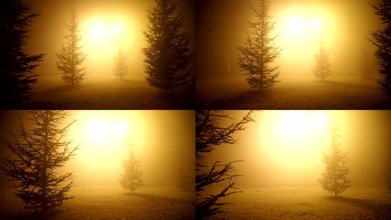 晚上公园里有雾梦境树林穿梭穿越光线昏暗场